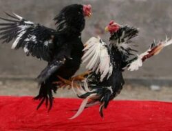 Sat Reskrim Polres Sidrap Bongkar Praktik Perjudian Sabung Ayam, Sejumlah Pelaku Diamankan Tegakkan Asta Cita Presiden RI