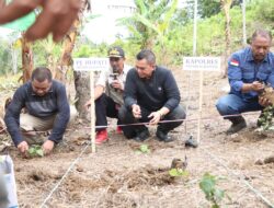 Kolaborasi Polri dan Pemerintah: Gerakan Tanam Jagung di Sidrap Demi Ketahanan Pangan