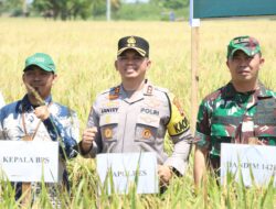 Sidrap Cetak Sejarah Panen: Sawah Tadah Hujan Tunjukkan Lonjakan Produksi Padi
