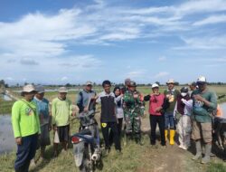 Babinsa Desa Mario Bantu Petani Kendalikan Hama Tikus Jelang Musim Tanam