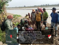 Serda Muh. Ali Hanapi Babinsa Ramil 1420-03/Maritengngae Pimpin Aksi Gerdal Hama Tikus, Petani Aka Akae Bersatu Lindungi Sawah