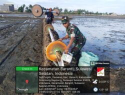 Babinsa Koramil 1420-07/Baranti Turun ke Sawah, Dukung Petani Tanam Padi dengan Metode Tabela