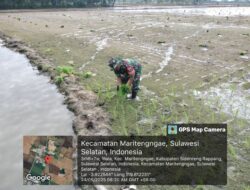 Babinsa Serka Irwan Dampingi Petani Wala, Pastikan Tanam Pindah dan LTT Berjalan Sukses
