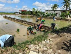 Turun Ke Sawah, Babinsa Desa Bulo Wattang Dampingi Petani Tanam Padi
