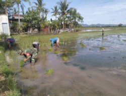 Sukseskan Swasembada Pangan, Babinsa Tidak Ragu Terjun Ke Sawah Bantu Petani Tanam Padi