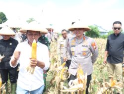 Sinergi Kapolres, Bupati, dan Forkopimda Sidrap Sukseskan Panen Raya Virtual Bersama Presiden