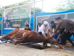 Wakapolda Sulsel Serahkan dan Saksikan Pemotongan Hewan Qurban pada Idul Adha 1446 H/2025 M*