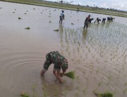 Babinsa Turun Kesawah Bantu Petani Menanam Padi