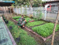 Anggota Jajaran Kodim 1420/Sidrap Memanfaatkan Keberadaan Lahan Kosong Menjadi Lahan Produktif