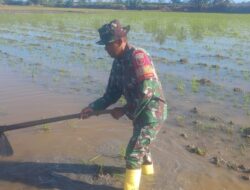 Babinsa Bantu Petani Olah Sawah Di Talumae