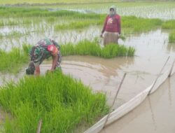 Aksi Babinsa Turun Ke Sawah Bantu Petani Cabut Bibit Siap Tanam