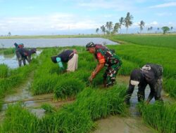 Babinsa Empagae Terjun ke Sawah, Bantu Petani Tanam Padi Demi Ketahanan Pangan