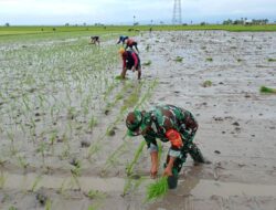 Babinsa Serka Ramli Dampingi Petani Tanam Padi di Sidrap, Wujud Nyata Dukung Ketahanan Pangan