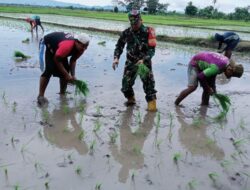 Babinsa Desa Damai Dampingi Petani Semprot Gulma dan Perluas Lahan Tanam
