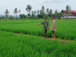 Babinsa Takkalasi Aktif Kawal Luas Tambah Tanam, Petani Semangat, Produksi Padi Naik!