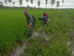 Turun Sawah Bareng Petani, Babinsa Desa Botto Bantu Penyiangan Padi untuk Dukung Swasembada Pangan