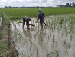 Tingkatkan Ketahanan Pangan, Babinsa Koramil 1420-05/Dua Pitue Bantu Petani Tanam Padi