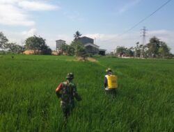 Babinsa Koramil 03/Maritengngae Bantu Petani Semprot Pupuk di Kelurahan Lautang Benteng