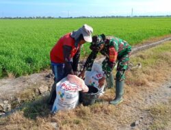 Dukung Ketahanan Pangan, Babinsa Kel. Empagae Dampingi Petani Dalam Pemupukan Padi
