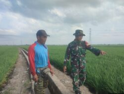 Babinsa Mojong Kawal Pertumbuhan Padi Petani, Dukung Swasembada Pangan Nasional