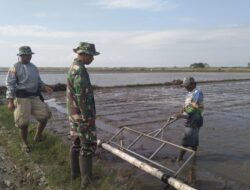 Babinsa Koramil 1420-03/Maritengngae Turun Sawah, Dorong Petani Sidrap Terapkan Tabela untuk Panen Maksimal