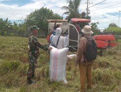 Babinsa Kel. Kanyuara Dampngi Petani Panen Padi