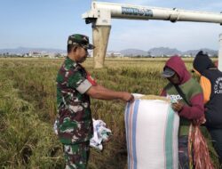 Wujudkan Ketahanan Pangan Nasional, Babinsa Kel. Sidenreng Dampingi Petani Panen Padi