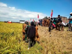 Ws. Danramil 1420-05/Dua Pitue Hadiri Panen Perdana Desa Bila Bersama Bupati Sidrap”