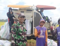 Dorong Ketahanan Pangan, Babinsa Kampale Aktif Dampingi Petani Panen Padi