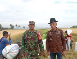 Babinsa Koramil 1420-01/Panca Lautang Dampingi Panen Perdana Padi di Desa Alesaleo