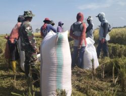 Babinsa Koramil 03/Maritengngae Dampingi Petani Panen Padi Di Kelurahan Sidenreng
