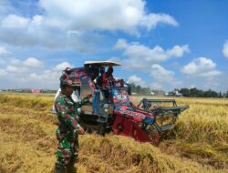 Wujud Kemanunggalan TNI dengan Rakyat, Babinsa Dampingi Panen Padi Di Desa Mario