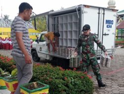 Babinsa Dampingi dan Bantu Pendistribusian Makan Bergizi Gratis di Wilayah Kabupaten Sidrap