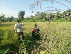 Babinsa Cek Padi Siap Panen Milik Petani Warga Desa Binaan
