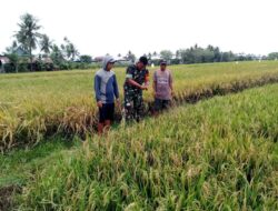 Dukung Ketahanan Pangan Babinsa Dampingi Petani Cek Tanaman Padi Yang Siap Panen