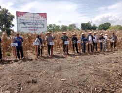 Dukungan Swasembada Pangan 2025, Dandim 1420/Sidrap Ikuti Panen Jagung Serentak di Desa Teppo