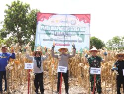 . Wujudkan Ketahanan Pangan Nasional, Polres Sidrap Gelar Panen Raya Jagung Kuartal III