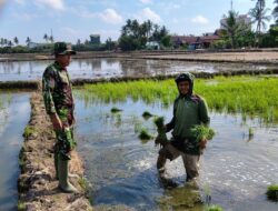 Dukung Swasembada Pangan, Babinsa Serma Nursalam Dampingi Petani Laksanakan Pemeliharaan Tanaman Padi di Sidrap Sidenreng Rappang