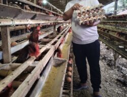 Bupati Sidrap Dorong Petani dan Peternak Transaksi Digital Pakai QRIS