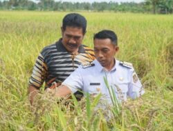Fokus Syaharuddin Alrif Membawa Pertanian Sidrap Melonjak