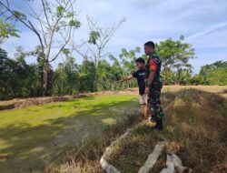 Babinsa 1420-03/Maritengngae Dampingi Petani Tingkatkan Luas Tanam
