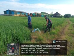 Pendampingan Ketahanan Pangan: Babinsa Majjeling Watang Kawal Pertumbuhan Padi Petani di Sidrap