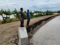 Babinsa Koramil 1420-03/Maritengngae Pantau Pengolahan Lahan Sawah Kelompok Tani di Desa Kanie