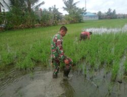 Babinsa Sidrap Dampingi Petani Salobukang Tanam Ulang Padi yang Rusak