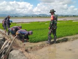 Upaya Tingkatkan Produktivitas Padi: Babinsa Kanyuara Gandeng Poktan Ingerrang Gelar Pendampingan LTT di Sidrap