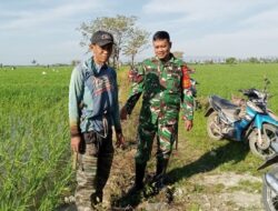 Babinsa Desa Talawe Pantau Pemeliharaan Padi MR 218 dan LTT di Poktan Merdeka