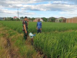 Babinsa 03/Maritengngae Dampingi Petani, Jaga Semangat Kelompok Tani Makkaritutue Merawat Padi