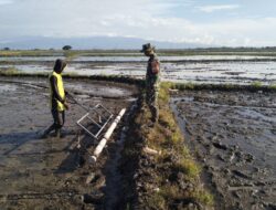 Tingkatkan Ketahanan Pangan, Babinsa Koramil 1420-03 Dampingi Petani Tanam Padi Sistem Tabela di Watang Sidenreng