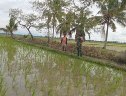 Babinsa Kel Kanyuara Pendampingi LTT Padi Varian Invari 4 di Poktan Massumpuloloe, Sidrap