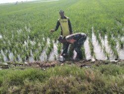 Dukung Ketahanan Pangan, Babinsa Koramil 03/Maritengngae Dampingi Petani Sidenreng Lakukan Penyulaman Padi